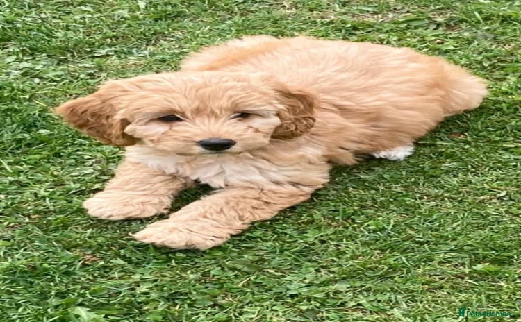 Cockapoo dogs - Advert 1