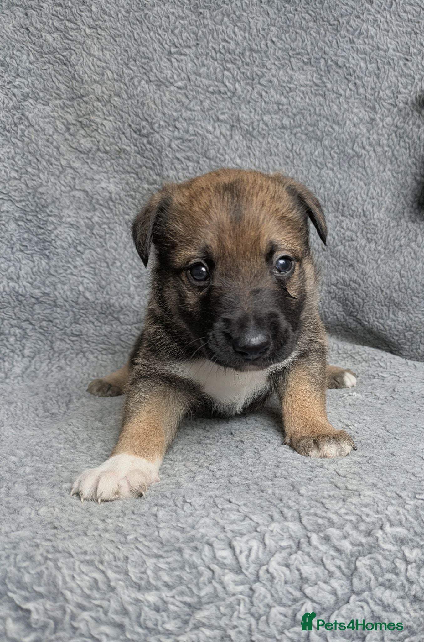 Mixed Breed dogs The most handsome border collie cross - Advert 1