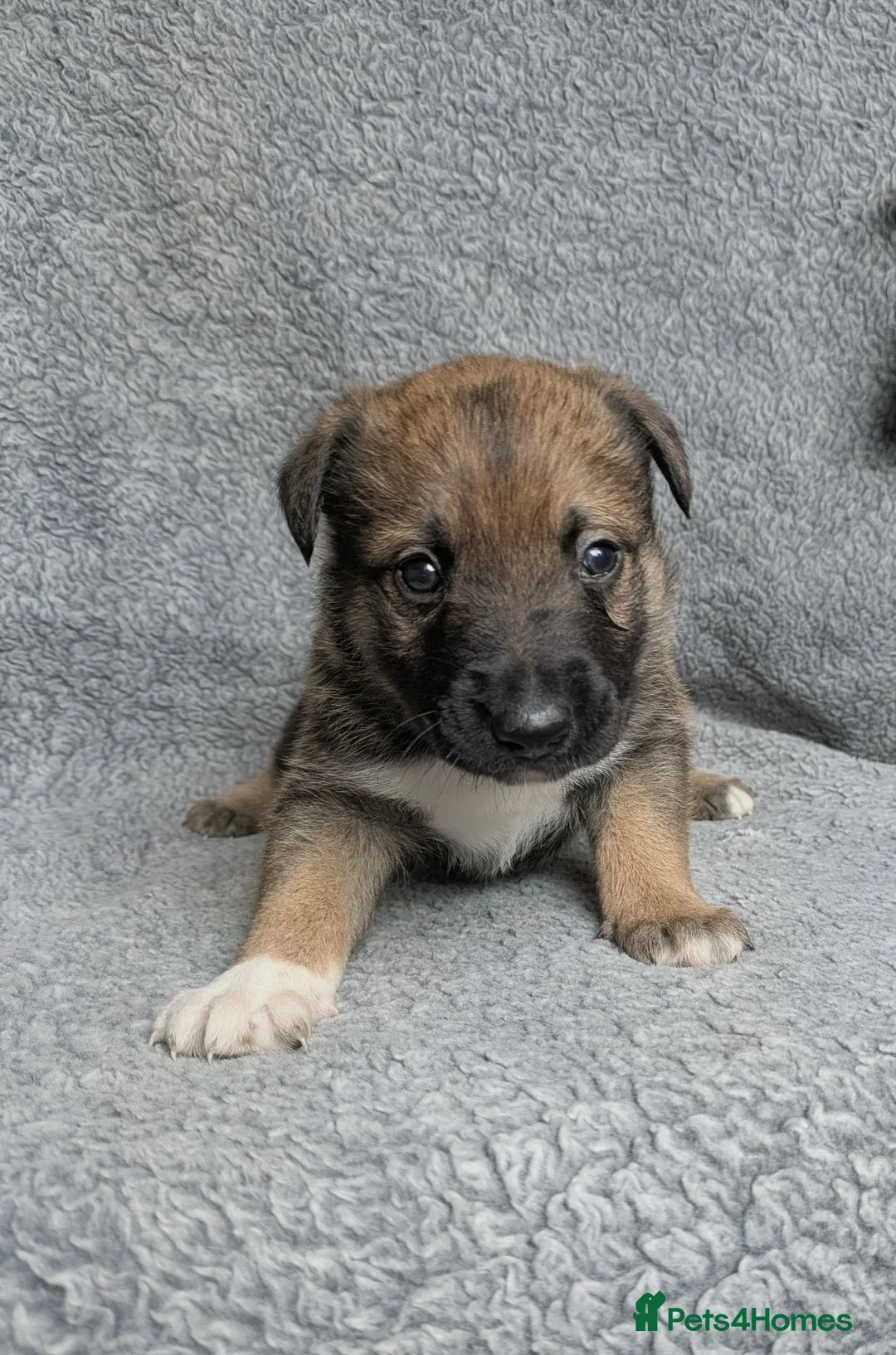 Mixed Breed dogs for sale: The most handsome border collie cross - Advert 1