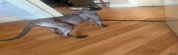 Sphynx cats for sale: Beautiful coloured kittens Spinx   - Advert 5