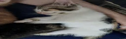 Mixed Breed cats for sale: 5 beautiful kittens for sale - Advert 26