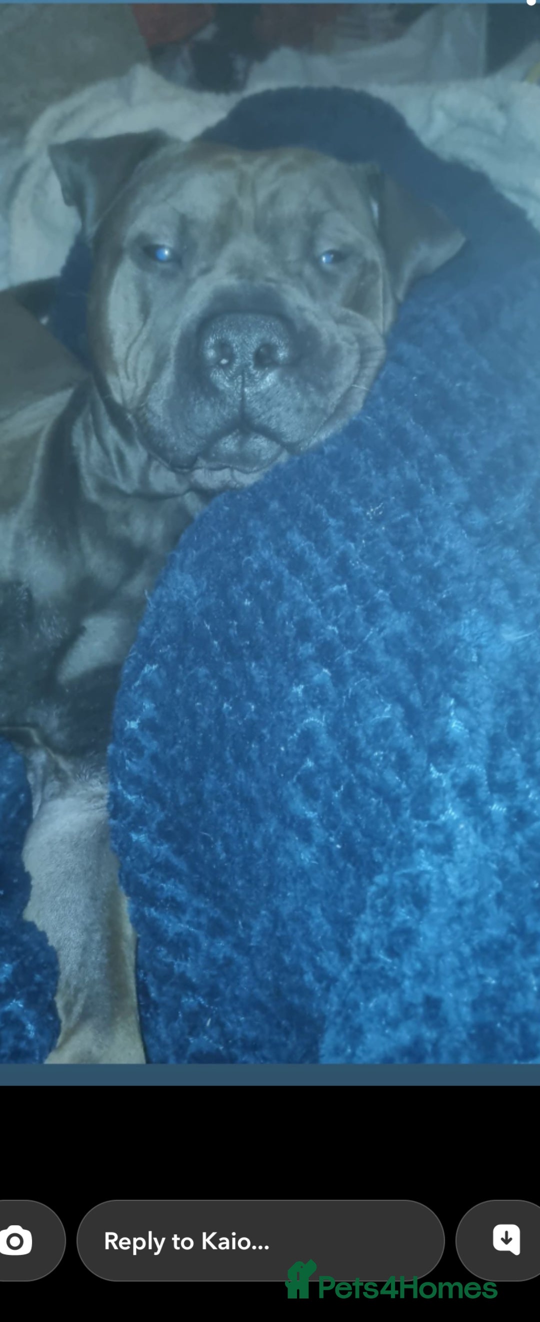 Mixed Breed dogs for sale: Male  - Advert 2