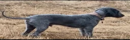 Bedlington Terrier dogs for stud: Dark Blue Bedlington terrier for stud CT clear   - Advert 4