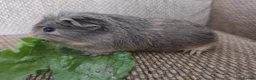 Guinea Pig rodents for sale: 2 girls rtl. - Advert 5
