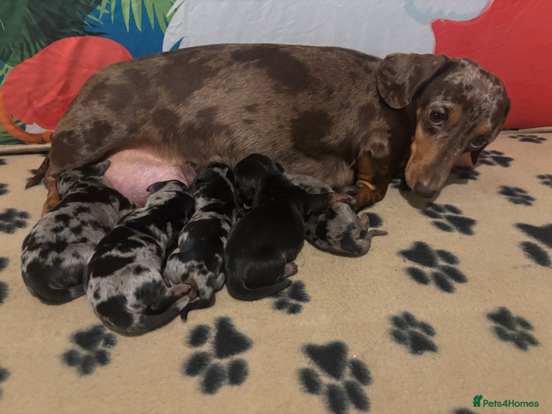 Miniature Dachshund dogs for sale: Miniature Dacshhund puppy available - Advert 3