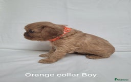 Cavalier King Charles Spaniel dogs for sale: Stunning Cavalier Puppies–Champ Blood,HealthTested - Image 14