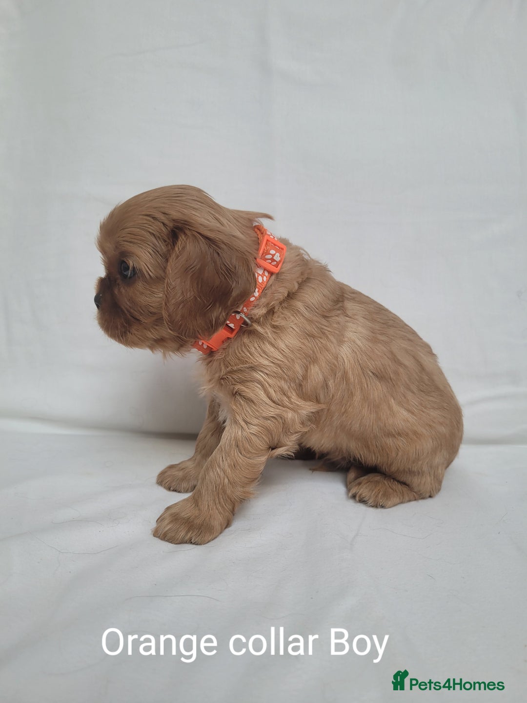 Cavalier King Charles Spaniel dogs for sale: Stunning Cavalier Puppies–Champ Blood,HealthTested - Image 14