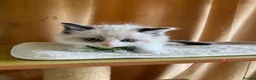 Ragdoll cats for sale: Beautiful full ragdoll kittens  - Advert 9