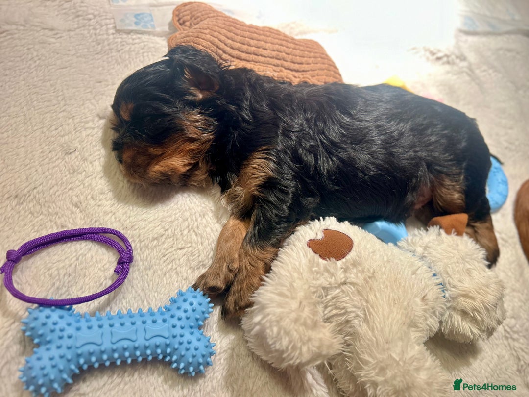 Cavalier King Charles Spaniel dogs for sale: 🫶🏻 Cavalier King Charles 🐶 - Image 18