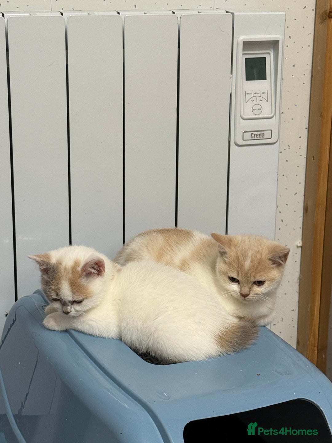 British Shorthair cats for sale: British shorthair kittens.  - Image 4