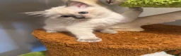 Ragdoll cats for sale: BOYS BOYS BOYS  - Advert 33