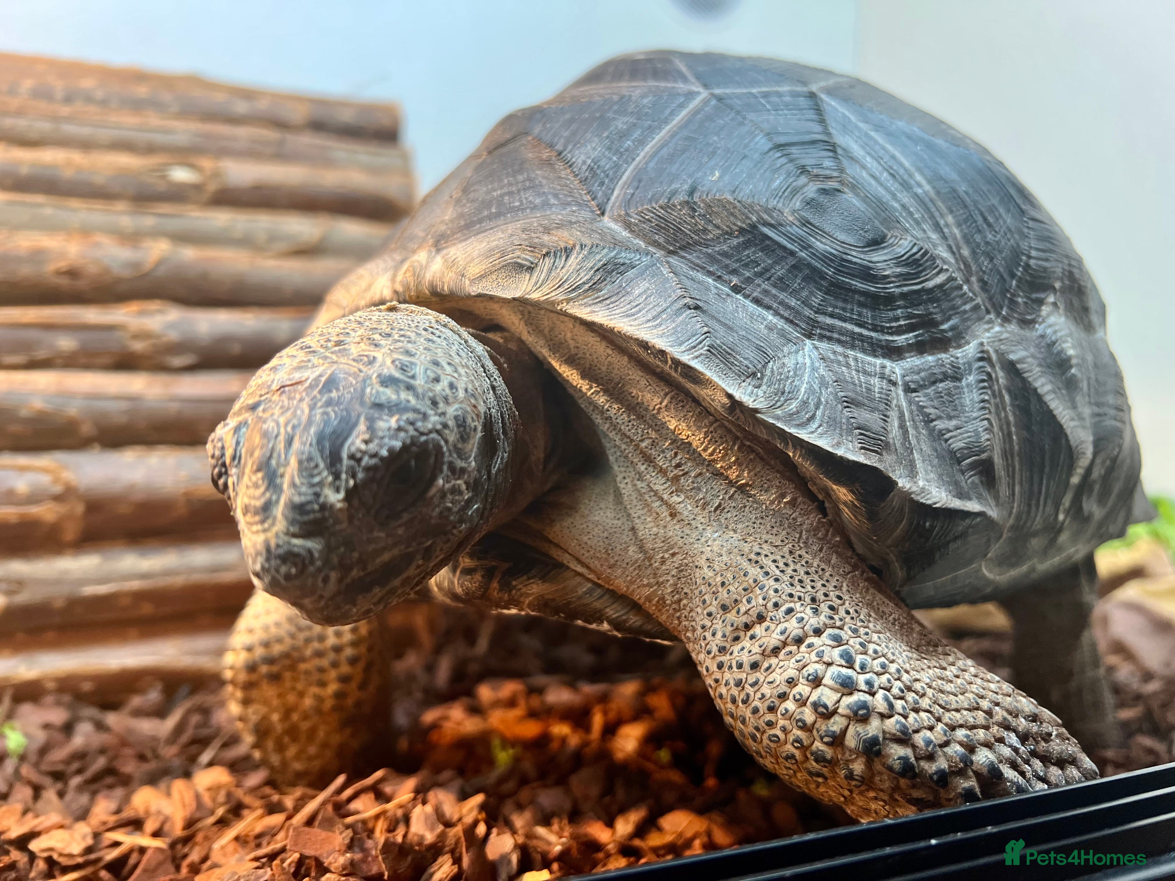 Tortoise reptiles Aldabra Male Tortoise 25kg - 2020 - Advert 2