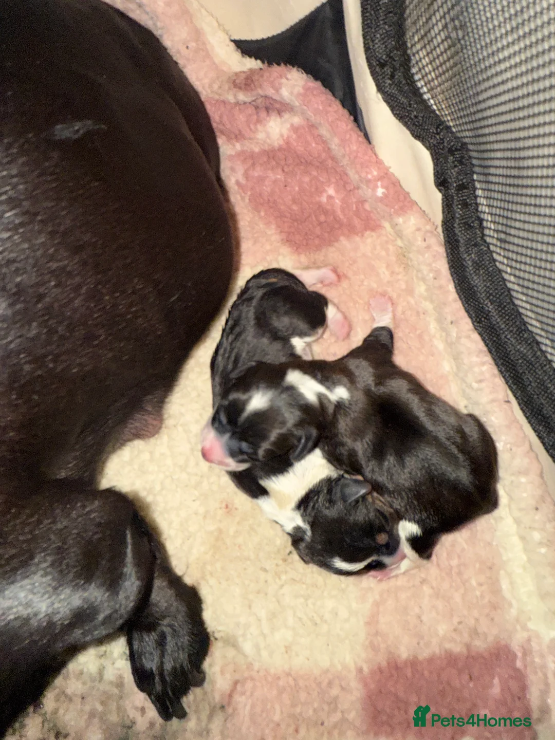 Jack Russell dogs for sale: Jack Russel pups - Advert 2