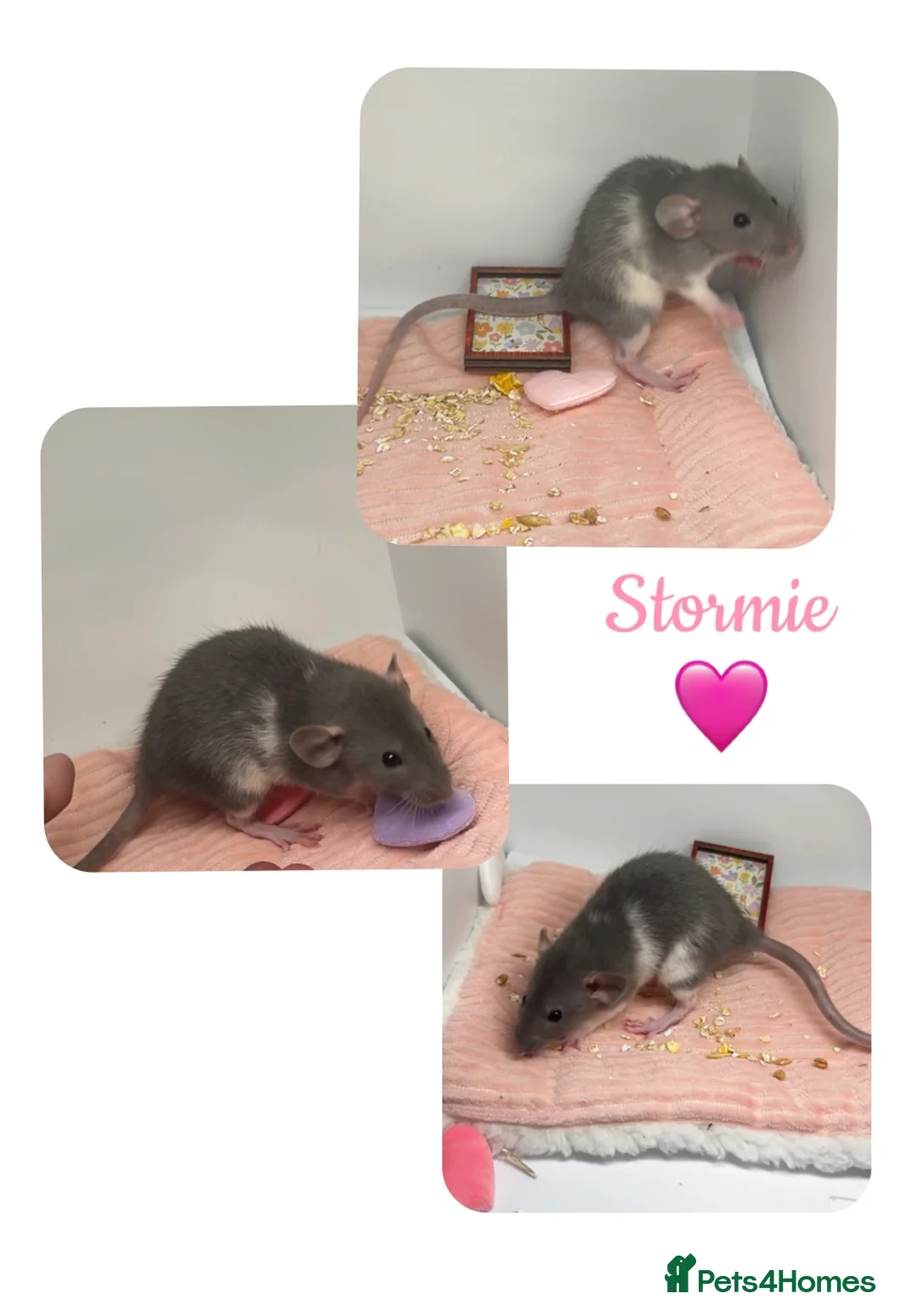 Rat rodents for sale: Baby Dumbo Rats  - Advert 2