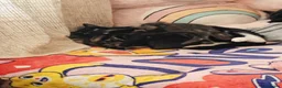 Mixed Breed cats for sale: 4 kittens  - Advert 12