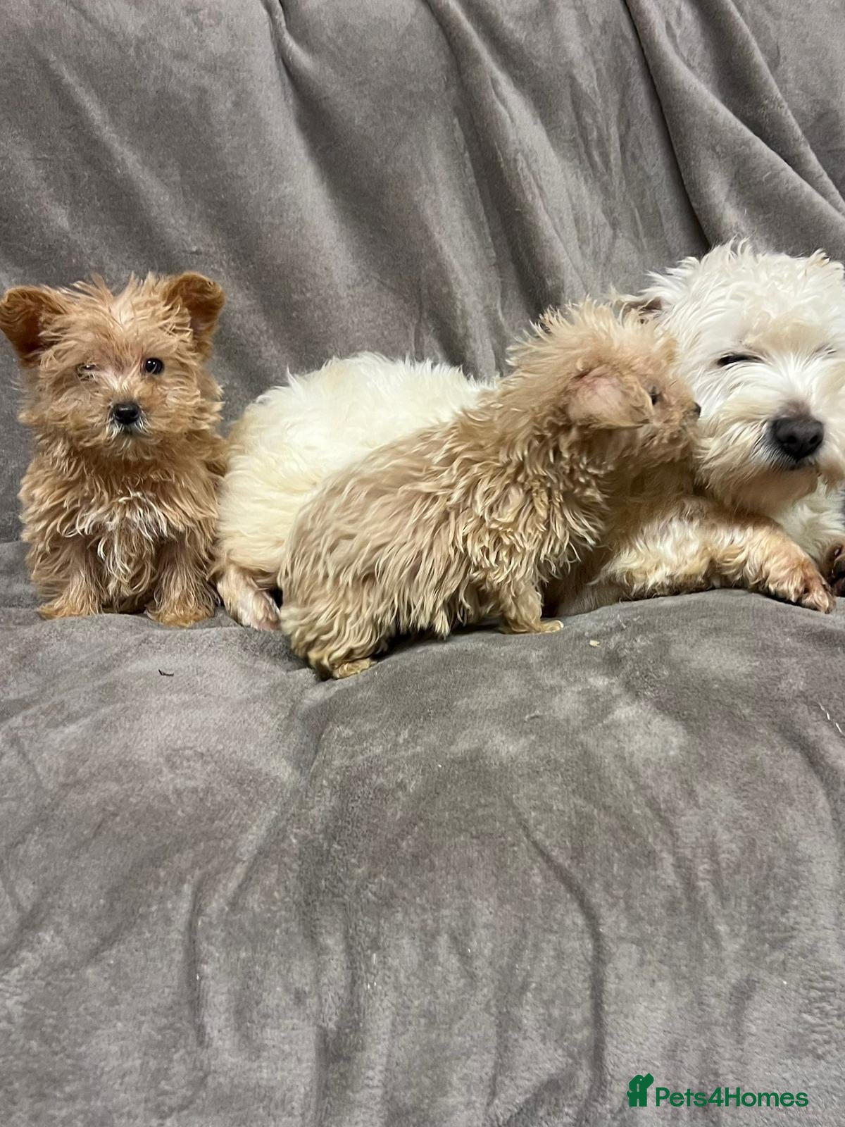 Westiepoo dogs Westiepoo puppies hypoallergenic  - Advert 1