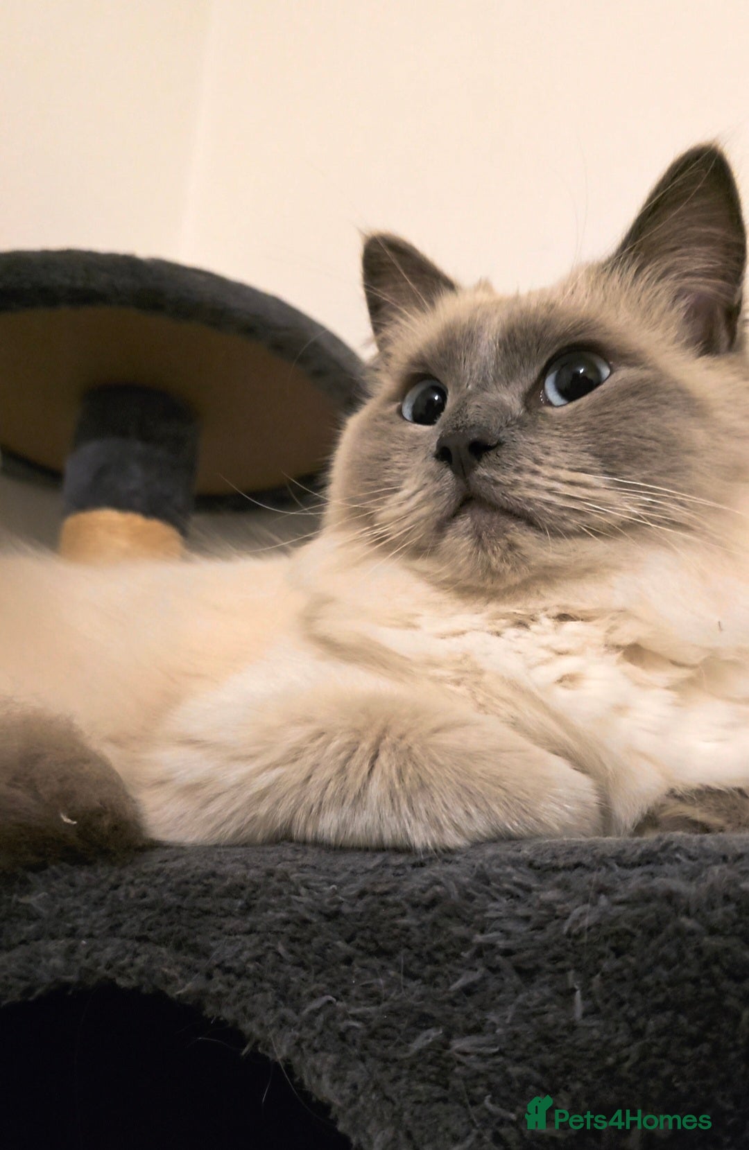 Ragdoll cats for sale: Ragdoll for sale  - Image 12