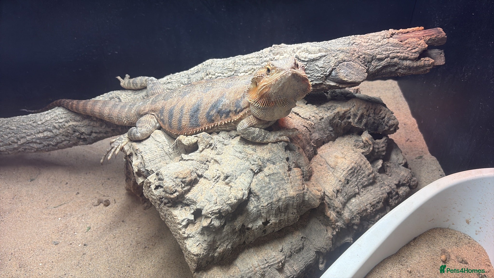 Bearded Dragon reptiles Bearded dragon female  - Advert 4