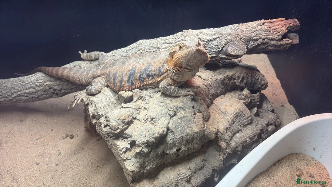 Bearded Dragon reptiles for sale: Bearded dragon female  - Advert 1