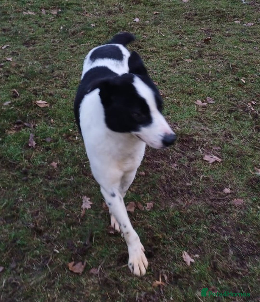 Mixed Breed dogs for adoption: 🐾 Meet MARLEY 🐾 - a Lovely Boy for a Loving Home - Advert 16