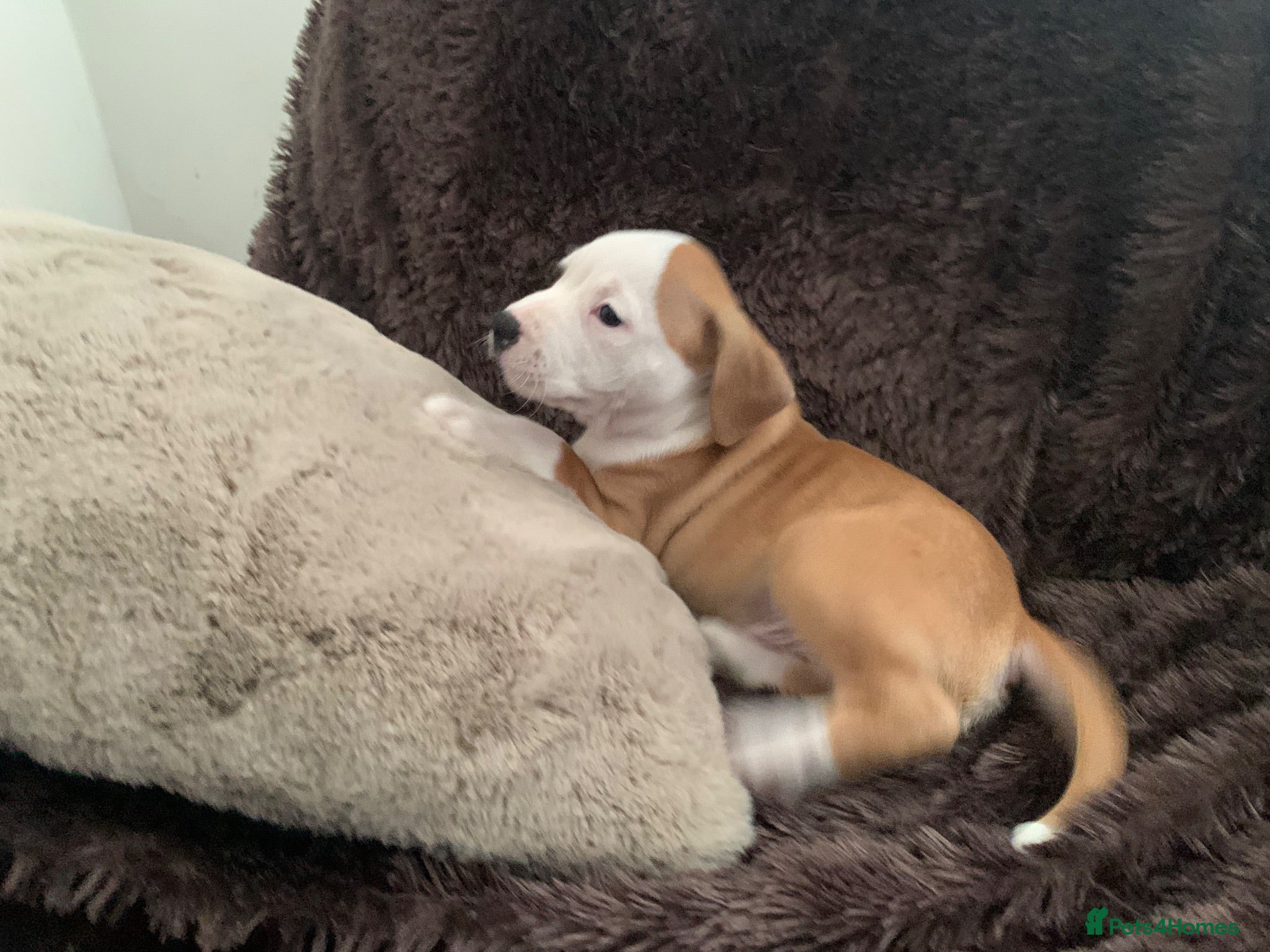 Staffordshire Bull Terrier dogs Male puppy Staffordshire bull terrior - Advert 1