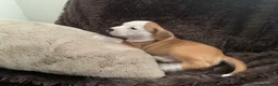 Staffordshire Bull Terrier dogs for sale: Male puppy Staffordshire bull terrior in Manchester - Advert 1
