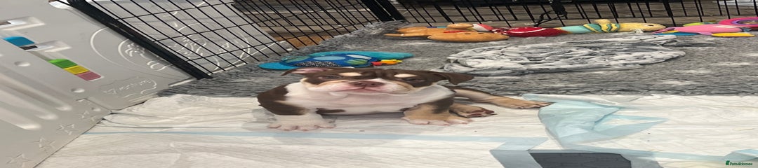 English Bulldog Puppy 3