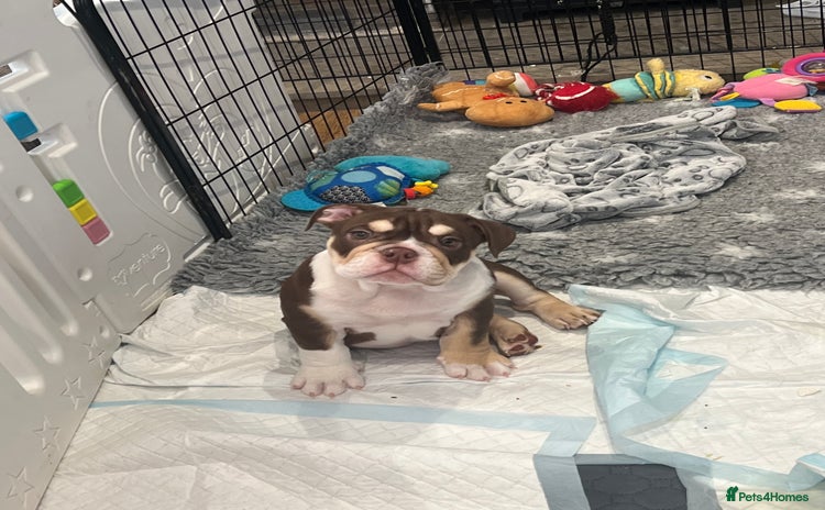 English Bulldog dogs - Advert 4