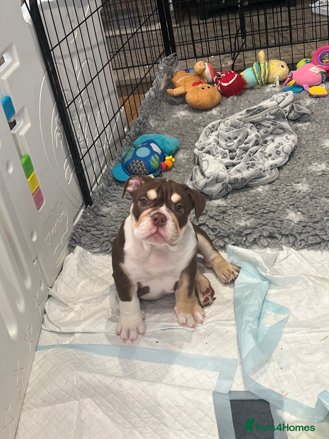 English Bulldog dogs for sale: One Beautiful Cuddly Girl Left 🏠💗 - Image 9