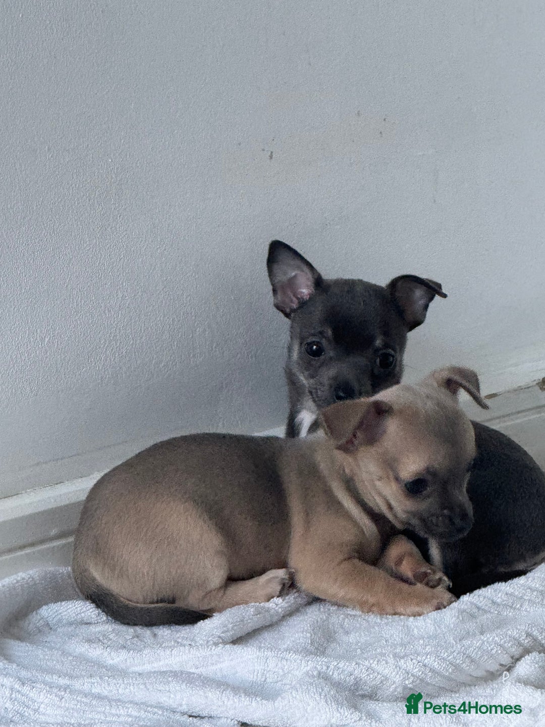 Chihuahua dogs for sale: Blue and Tan pure breed chihuahua girls 💙💛 - Advert 1
