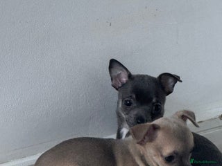 Chihuahua dogs Blue and Tan pure breed chihuahua girls 💙💛 - Advert 5