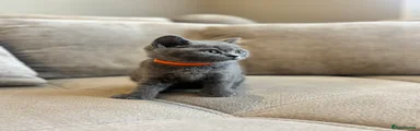 Orange collar boy