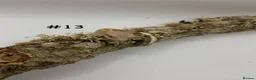 Gecko reptiles for sale: NEW Adult + Juvenile Crested Geckos + Lilly Whites - Advert 26