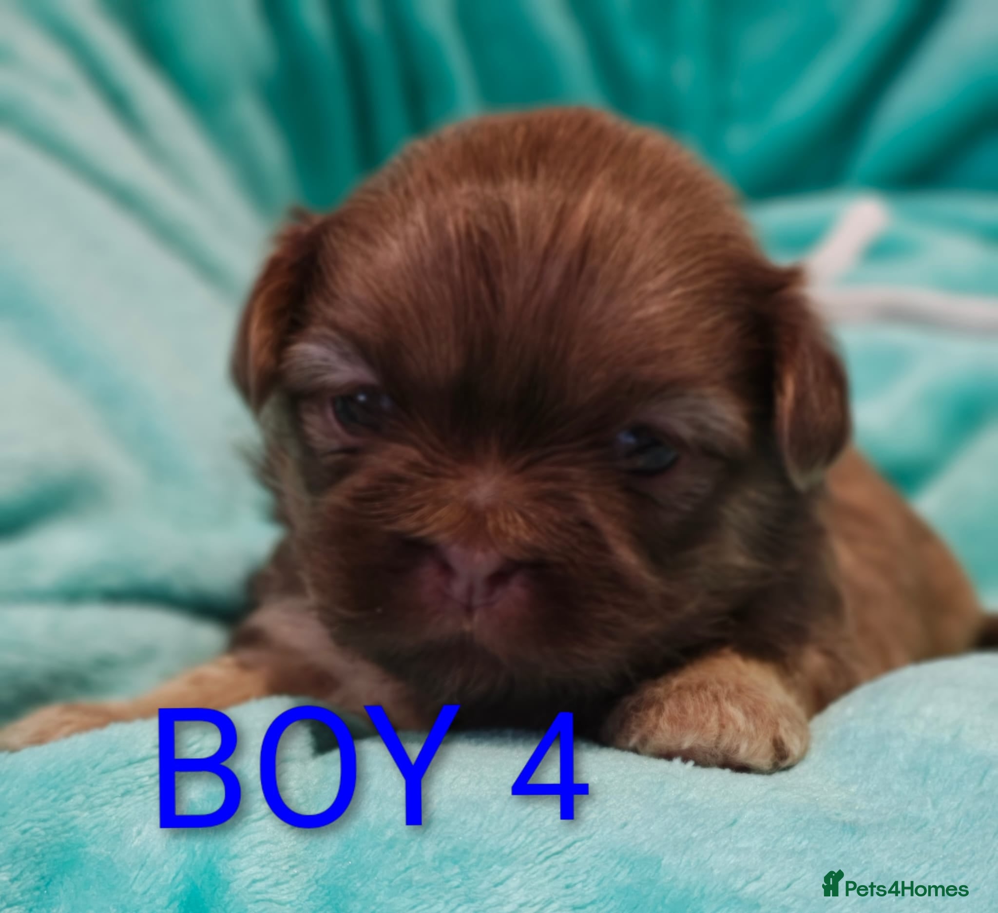 Shih Tzu dogs ⭐Gorgeous Shih Tzu puppies⭐ - Advert 5