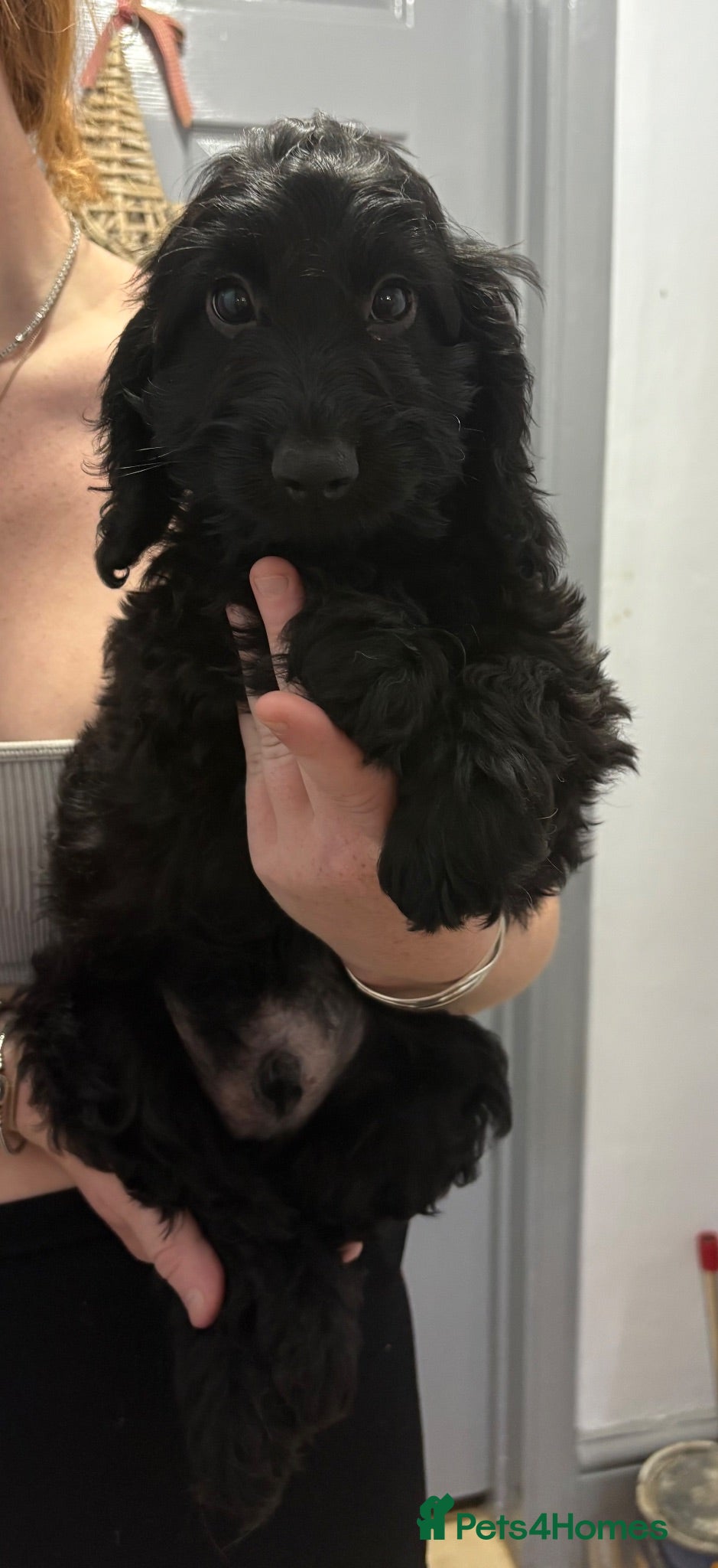 Cockapoo dogs Outstanding F1 Cockapoos🩵  Fully H/T Parents!🧬 - Advert 2