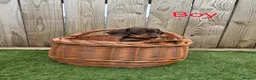 Miniature Dachshund dogs for sale: Adorable Miniature Dachshund Puppies for Sale - Advert 9