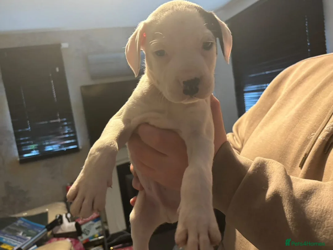 Mixed Breed dogs for sale: Bull cross staffy pups. LAST 2 GIRLS LEFT  - Advert 39