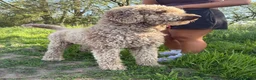 Bernedoodle dogs for sale: 2 Black Standard Bernedoodle Boys READY TODAY  - Advert 4
