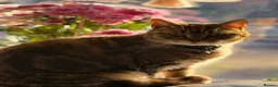 Bengal cats for sale: Kittens ready  - Advert 1