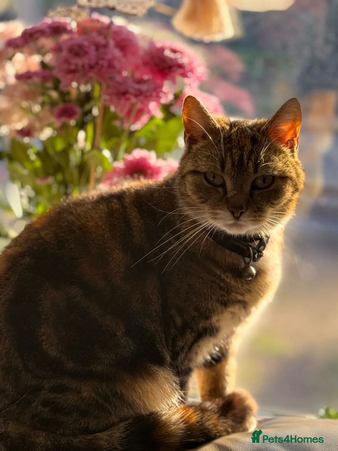 Bengal cats for sale: Kittens ready  - Advert 1