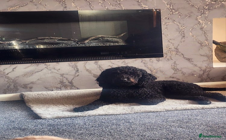 Cockapoo dogs - Advert 11