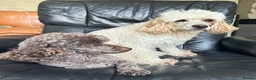 Miniature Poodle dogs for sale: Pedigree club registered Miniature poodles  - Advert 2