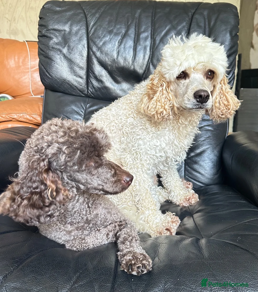 Miniature Poodle dogs for sale: Pedigree club registered Miniature poodles  - Advert 2