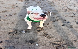 Mixed Breed dogs for sale: Dotty - Image 11