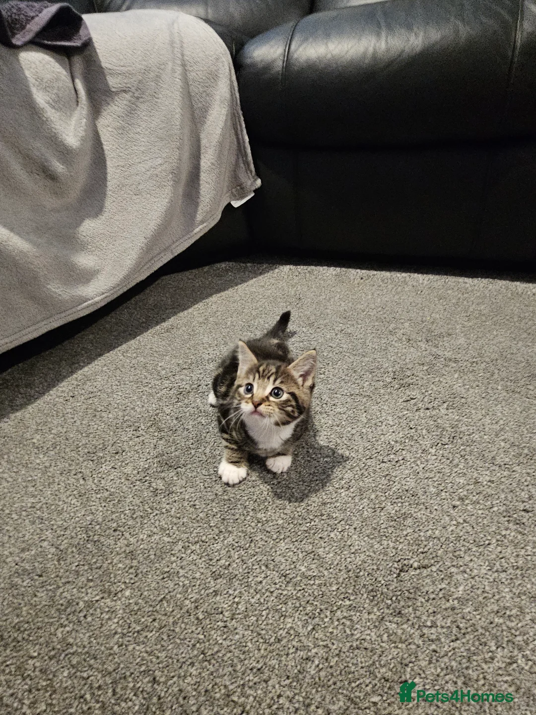 Mixed Breed cats for sale: Female tabby kitten  - Advert 8