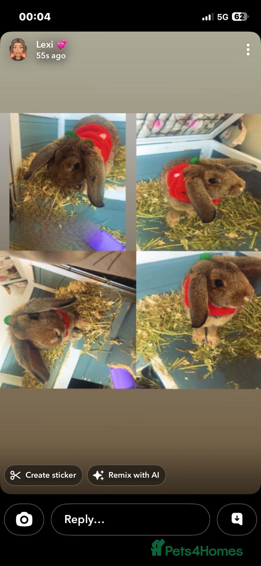 English Lop rabbits for sale: Mochi - Advert 1