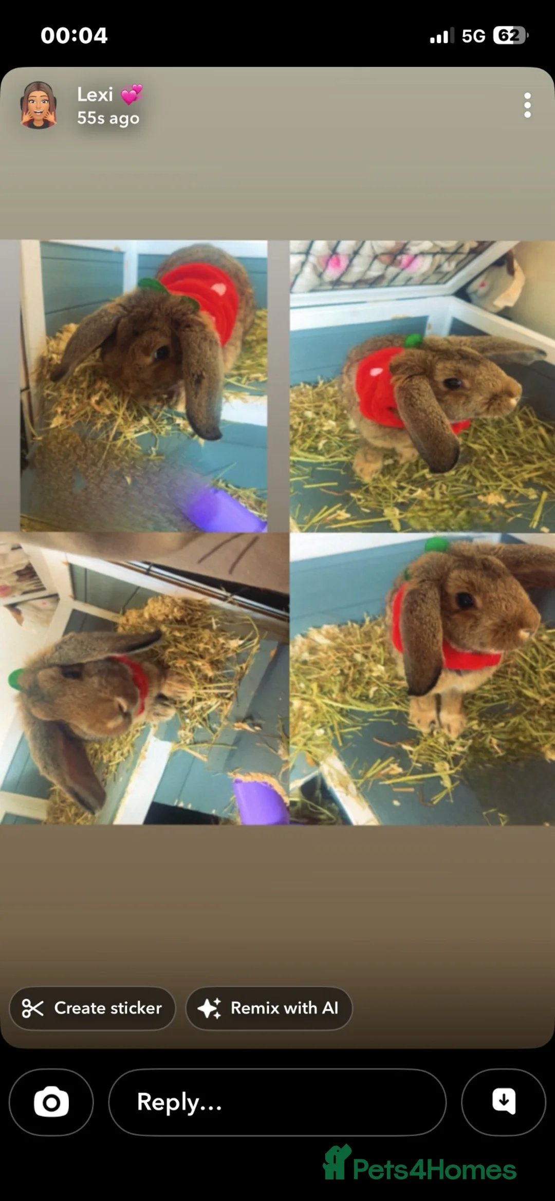 English Lop rabbits for sale: Mochi in Mexborough - Advert 1
