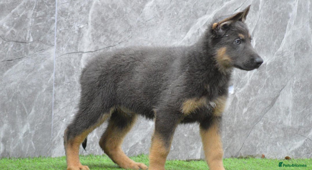 German Shepherd dogs for sale: KC Registered GSD Litter – 1 Male Available - Advert 8