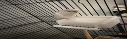 Budgerigars birds for sale: Two beautiful male and female bonded budgies in Barnsley - Advert 6
