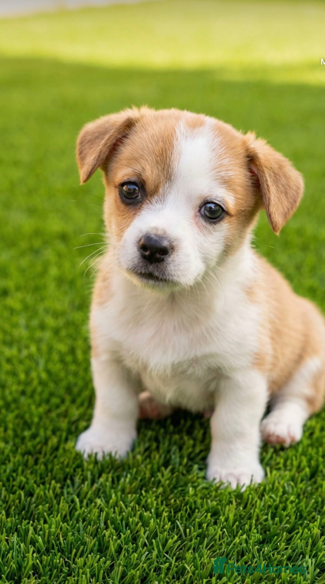 Mixed Breed dogs Yorkshire x Pomeranian (LAST PUP LEFT,BOY) - Advert 6